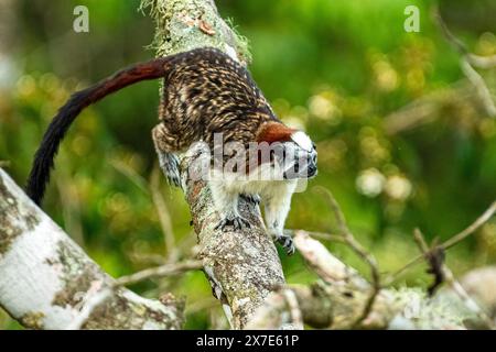 Geoffroy's tamarin (Saguinus geoffroyi), also known as the Panamanian, red-crested or rufous-naped tamarin Stock Photo