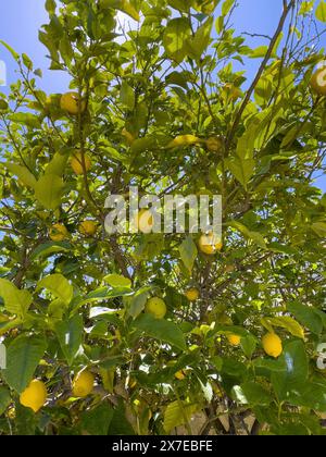 Many lemons (Citrus limon) hanging on a lemon tree, Crete, Greece Stock Photo