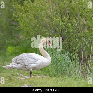 Mute Swan standing in a conservation area in Ontario with green grass background Stock Photo
