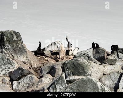 Chinstrap Penguins (Pygoscelis antarctica) among rocks at Palaver Point, Two Hummock Island, Palmer Archipelago, Antarctica Stock Photo