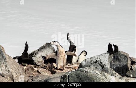 Chinstrap Penguins (Pygoscelis antarctica) among rocks at Palaver Point, Two Hummock Island, Palmer Archipelago, Antarctica Stock Photo