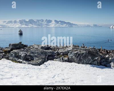 Chinstrap Penguins (Pygoscelis antarctica) among rocks at Palaver Point with a cruise ship anchored offshore, Two Hummock Island, Antarctica Stock Photo