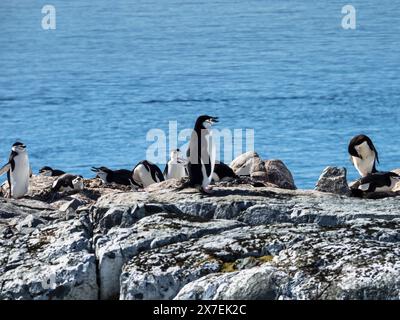 Chinstrap Penguins (Pygoscelis antarctica) among rocks at Palaver Point, Two Hummock Island, Antarctica Stock Photo