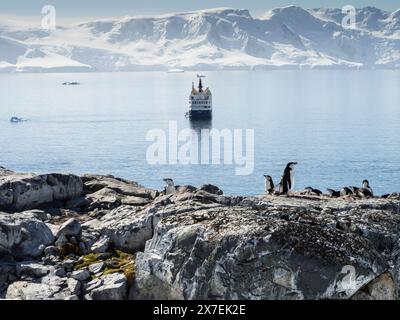 Chinstrap PenguinS (Pygoscelis antarctica) among rocks at Palaver Point with the cruise ship Ocean Nova offshore, Two Hummock Island, Antarctica Stock Photo