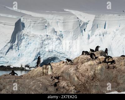 Chinstrap PenguinS (Pygoscelis antarctica) among rocks at Palaver Point with massive crumbling ice cliffs in the background, Two Hummock Island, Antar Stock Photo