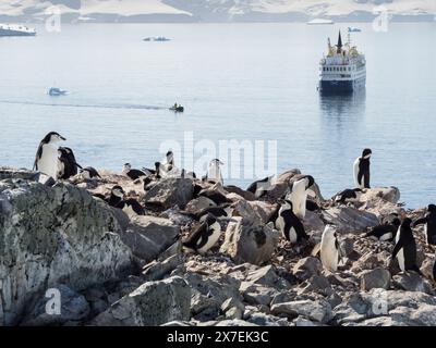 Chinstrap PenguinS (Pygoscelis antarctica) among rocks at Palaver Point with the Ocean Nova cruise ship anchored offshore, Two Hummock Island, Antarct Stock Photo