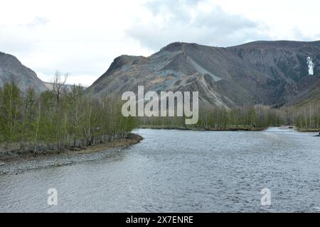Tall birches with young leaves on the rocky stony banks of a wide turbulent river surrounded by mountain ranges on a sunny spring day. Chulyshman rive Stock Photo