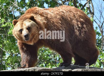 A Brown Bear (Ursus arctos), also called a grizzly bear, standing on a ledge in a forest. Stock Photo