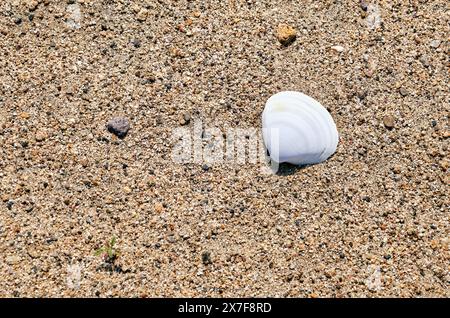 White seashell on the sands of a beach. Stock Photo