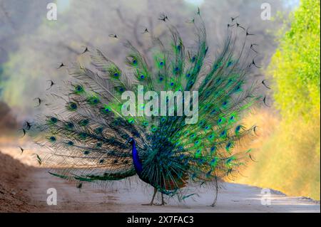 Peafowl with full wings span in beautiful soft light Stock Photo