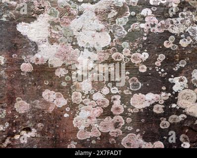 Lichen growing on stone. Mold stains on the wall. Old stone covered with lichen and moss. Dirty texture background with fungus or mold on stone surfac Stock Photo