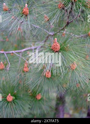 Close up of a young male pine cones of the longleaf Indian pine variety surrounded with pine needles on a branch. Stock Photo