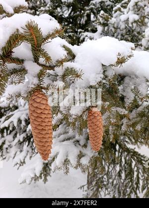 a pine branch with two pine cones covered in snow Stock Photo