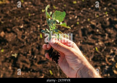 Agronomist holding Chenopodium album (white goosefoot) weed plant in corn field, closeup with selective focus Stock Photo