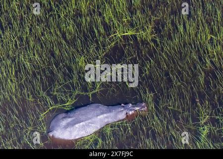 Aerial Telephoto shot of an hippopotamus that is partically submerged in the Okavango Delta Wetlands in Botswana. Stock Photo