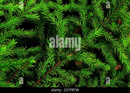 Bright green floral background of fir branches close-up. Stock Photo