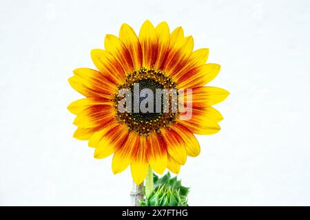 One bright yellow and orange Sunflower head with a black and yellow centre against a white wall and green leaves. Stock Photo