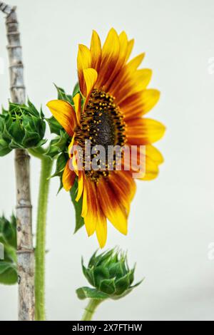 A sideways shot of a bright yellow and orange Sunflower head with a black and yellow centre against a white wall and green leaves. Stock Photo