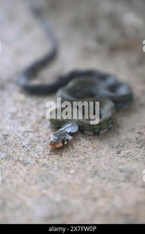 Young black copper rat snake with focus on head and blurred body, Sukau, Sabah, Borneo, Malaysia Stock Photo