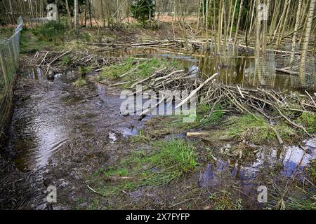 Beaver dams and activity at the beaver re;ease trial in Cropton forest Stock Photo