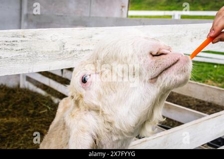 White Damascus goat eating a carrot from a hand near a wooden fence at a petting farm Stock Photo