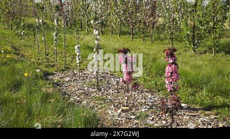 Columnar apple trees sample, young seedlings in full bloom growing in rows in a horticultural plantation - a space-saving variety known for their narr Stock Photo