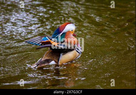 Mandarin duck "Aix galericulata" swimming in pond with wings outstretched. Movement causing water ripples and splashes. Dublin, Ireland Stock Photo