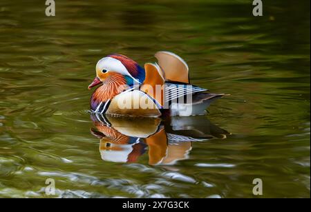 Mandarin duck "Aix galericulata" glides on gently rippled water with mirror image reflection. Drake with colorful feather plumage.Dublin, Ireland Stock Photo