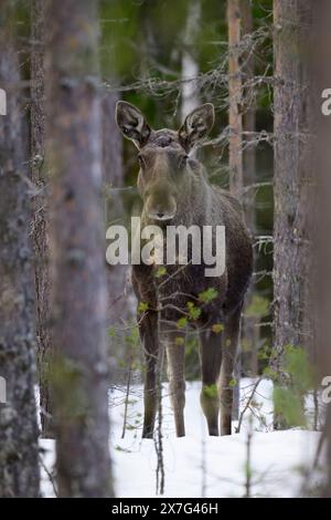 European moose (Alces alces) with winter coat in a forest with snow Stock Photo