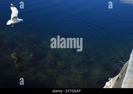 Seagull on a Fjord Stock Photo