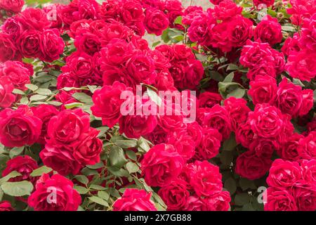 Multiflora rose (Rosa Paul's Scarlet Climber) closeup as floral background Stock Photo