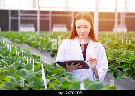 scientist agronomist working using tablet software smart farming digital technology at strawberry fruit field Stock Photo