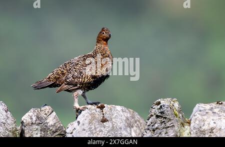 Female Red Grouse, Lagopus lagopus scotica, on top of a drystone wall on a moor in the Yorkshire Dales, UK. Stock Photo