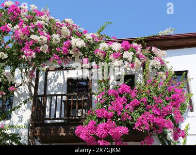 Abandoned Greek Wooden House covered with Pink and White Bougainvillea Flowers in Kalkan, Antalya, Turkey Stock Photo