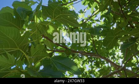 A fig tree ficus carica with lush green leaves and small figs growing in an outdoor setting in puglia, italy, under a clear blue sky. Stock Photo