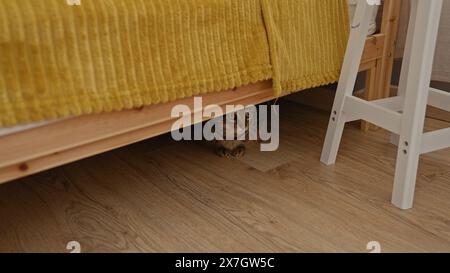A cat is hiding under a bed inside a home with wooden floors and a yellow blanket, creating a cozy indoor setting. Stock Photo