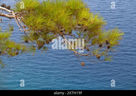 Close-up of a pine branch with cones over the blue sea, copy the space. Beautiful nature background Stock Photo