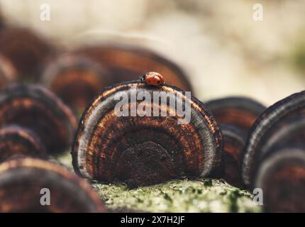 Ladybird on mushroom. Macro photo with a beetle Stock Photo