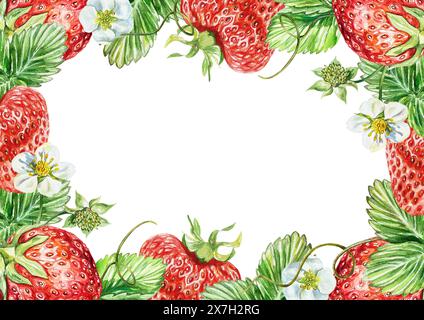 Strawberry frame. Horizontal. Berries, leaves, flowers. Watercolor illustration on white background. Cards, invitations, juice, jam labels, cosmetics. Stock Photo