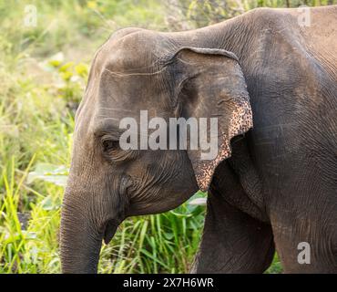 Elephant, Hurulu eco park, Sri Lanka. Stock Photo