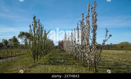 A garden with rows of columnar apple trees in a plantation. The young orchard garden features columnar apples in full bloom. Stock Photo