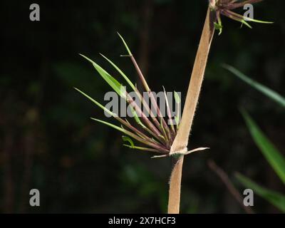 Taihuen, Chusquea quila, a perennial bamboo growing in the humid temperate forest of the Puyehue National Park, Chile. Stock Photo