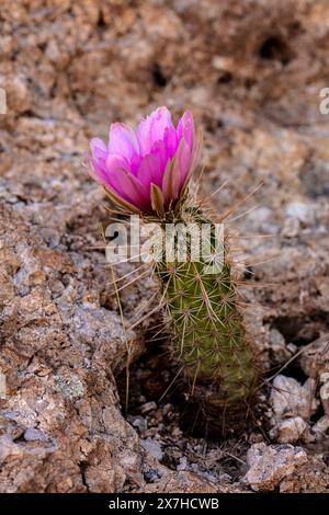 Boyce thompson hedgehog echinocereus boyce hi-res stock photography and  images - Alamy