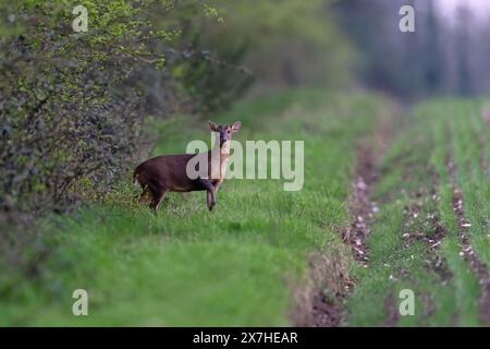 Muntjac (Doe) also known as  Reeves’ Muntjac, barking deer and Mastreani deer-Muntiacus reeversi. Norfolk, Uk. Stock Photo