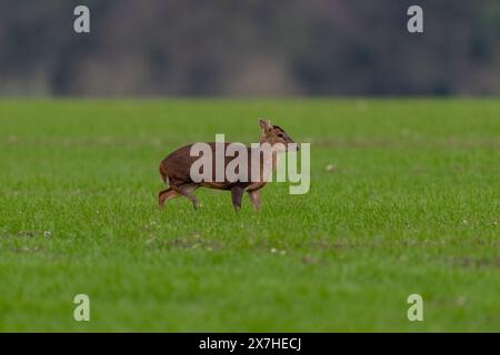 Muntjac (Doe) also known as  Reeves’ Muntjac, barking deer and Mastreani deer-Muntiacus reeversi. Norfolk, Uk. Stock Photo