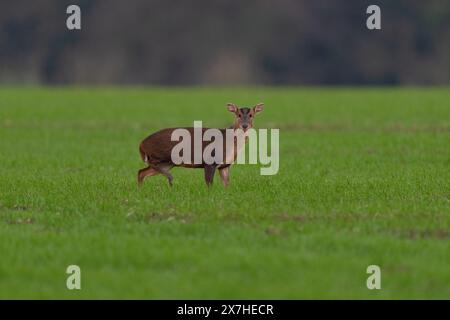 Muntjac (Doe) also known as  Reeves’ Muntjac, barking deer and Mastreani deer-Muntiacus reeversi. Norfolk, Uk. Stock Photo