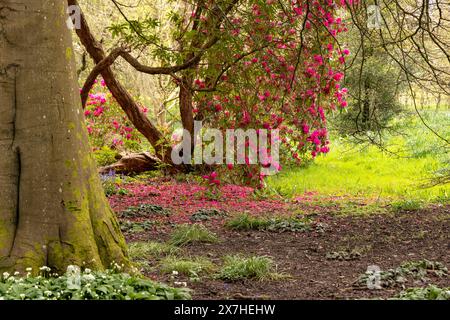 A carpet of red petals of rhododendrons in the formal gardens of Holker Hall, Grange-over-Sands, Cumbria, Lake District National Park, England, UK Stock Photo