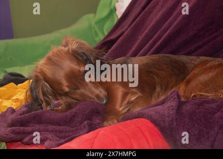 Dachshund lying on the sofa. Sad thoughts about a dog's life, puppy Stock Photo