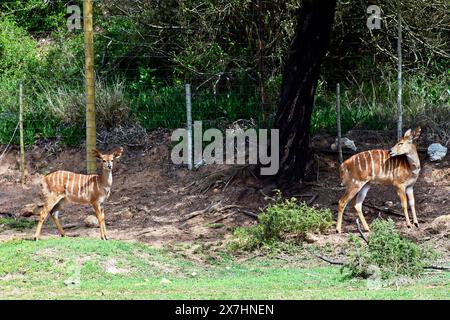 Nyala Antelope, Botlierskop Game Reserve, Little Brak River, Western Cape, South Africa. Stock Photo
