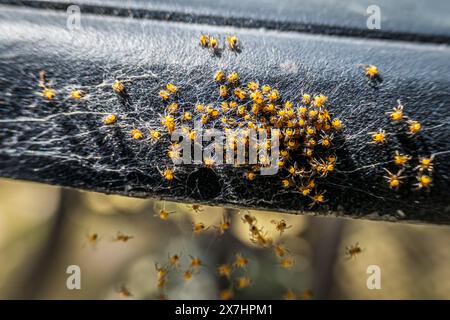 A nest of newborn European garden spiders clustered on the edge of a garden table. Stock Photo